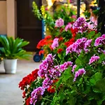 Karolina Hotel