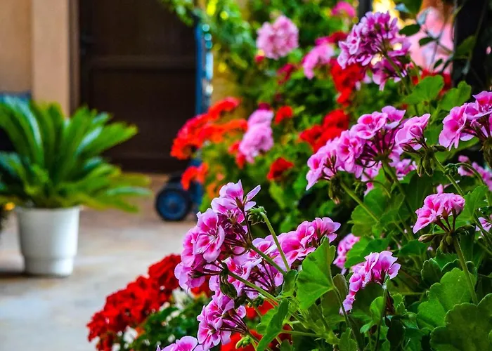 каролина Хотел